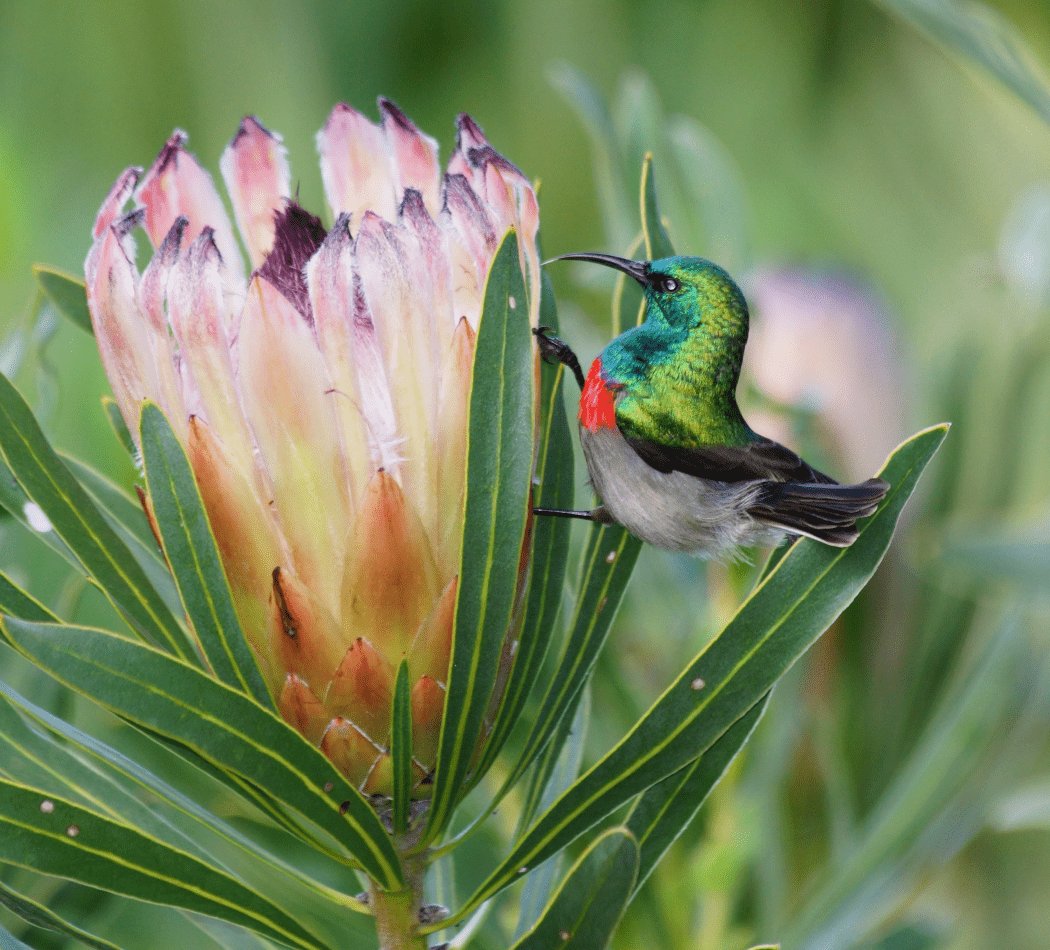 protea and sunbird