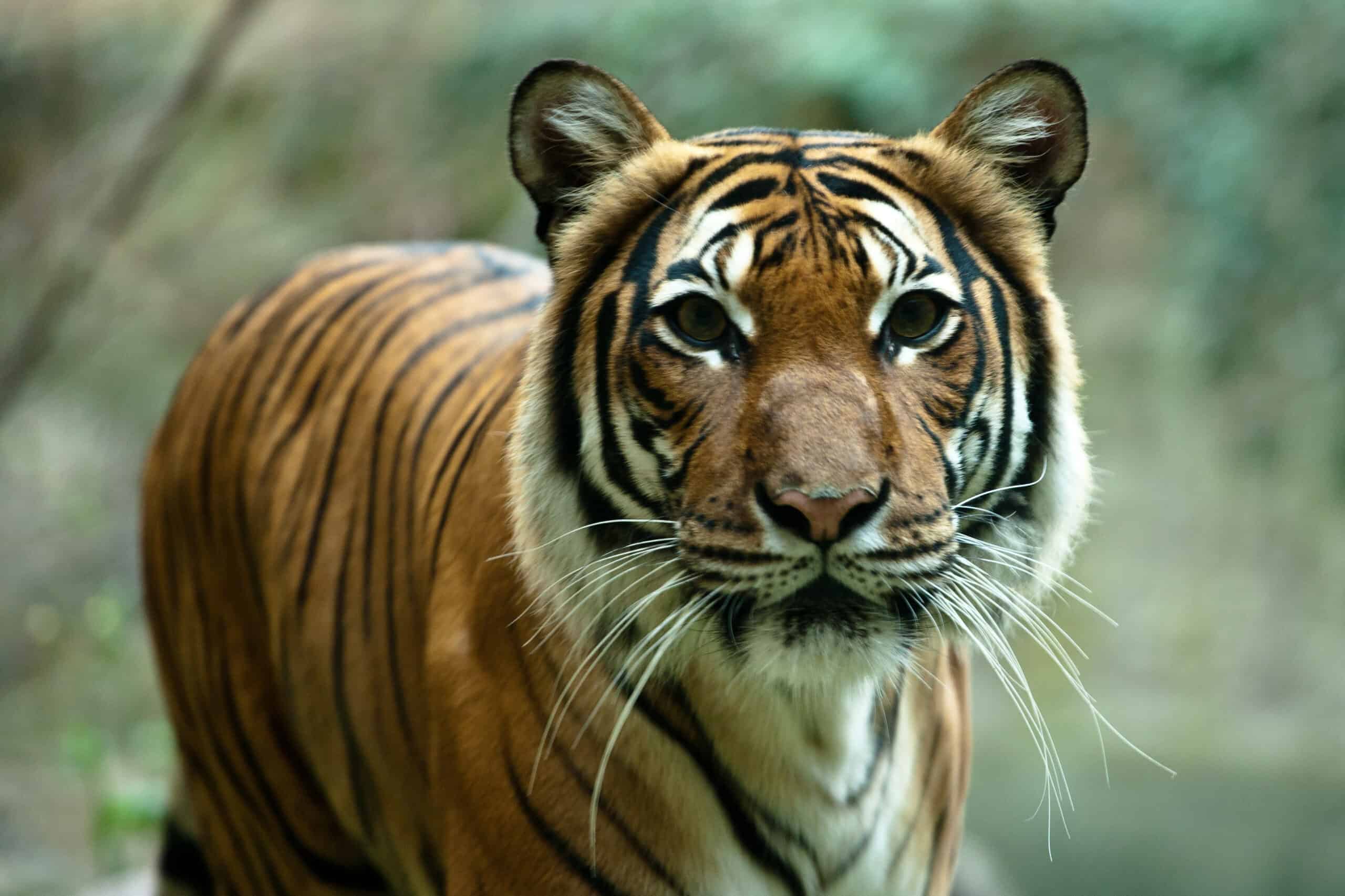 COVID lockdowns brought tigers closer to roads - The Wildlife Society