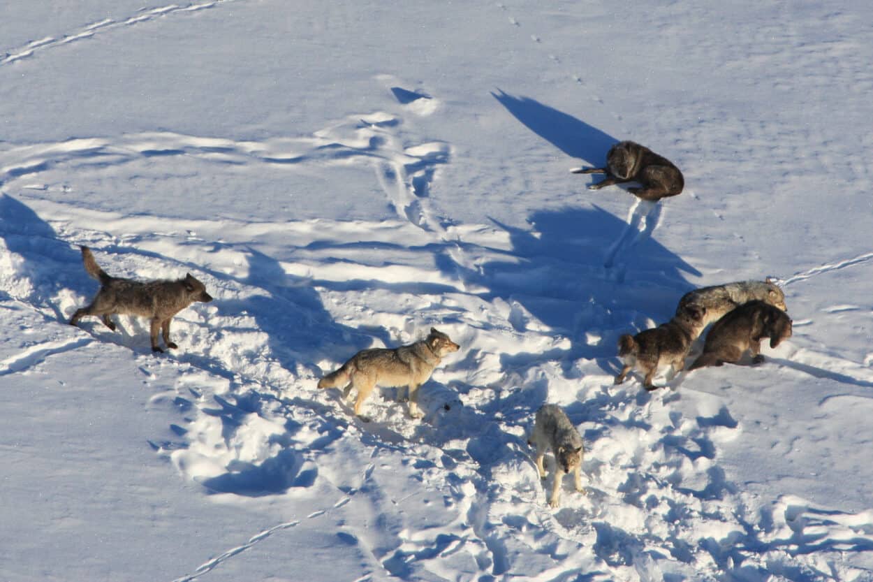 Human-caused mortality influences wolf pack dynamics - The Wildlife Society