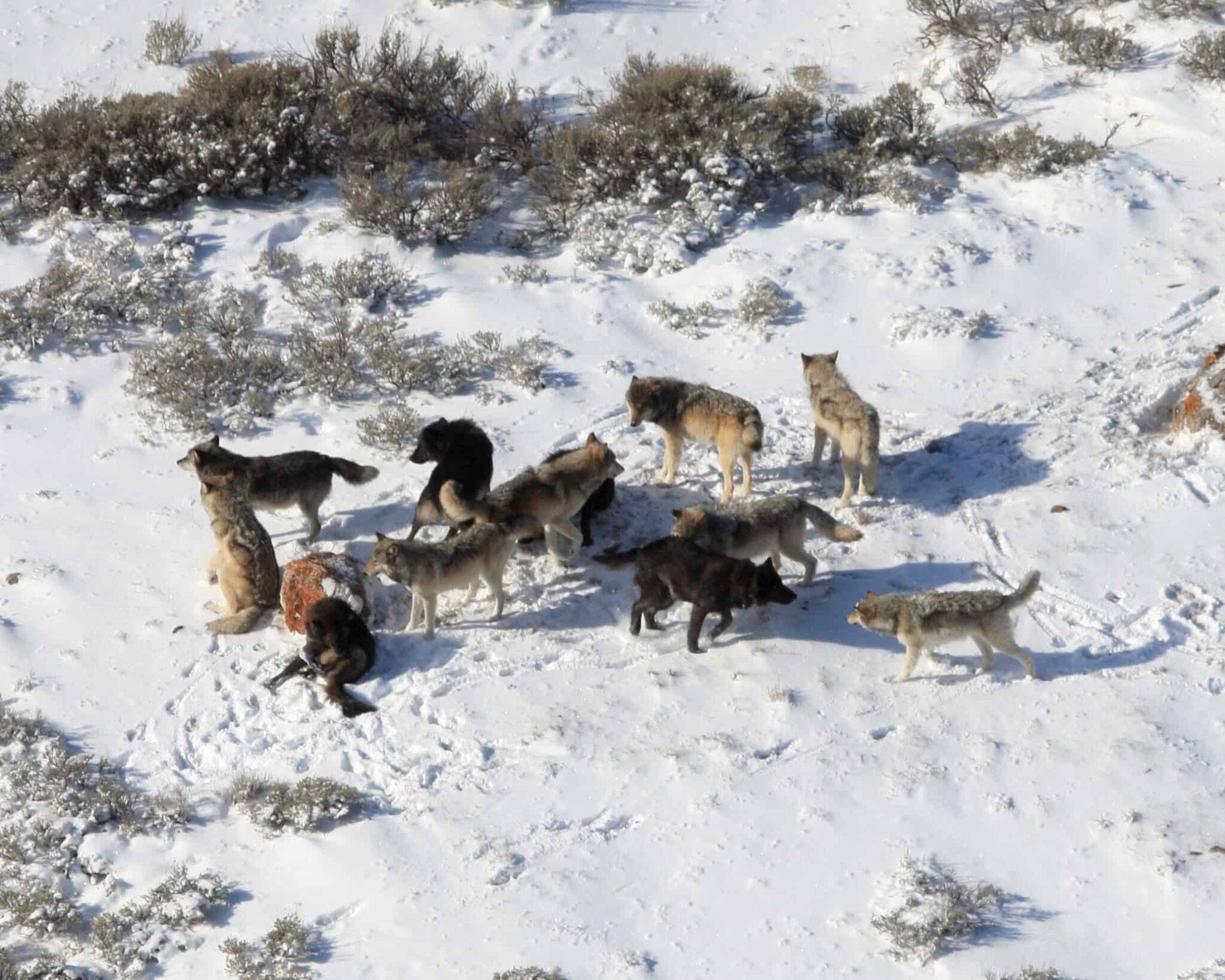 Human-caused Mortality Influences Wolf Pack Dynamics - The Wildlife Society