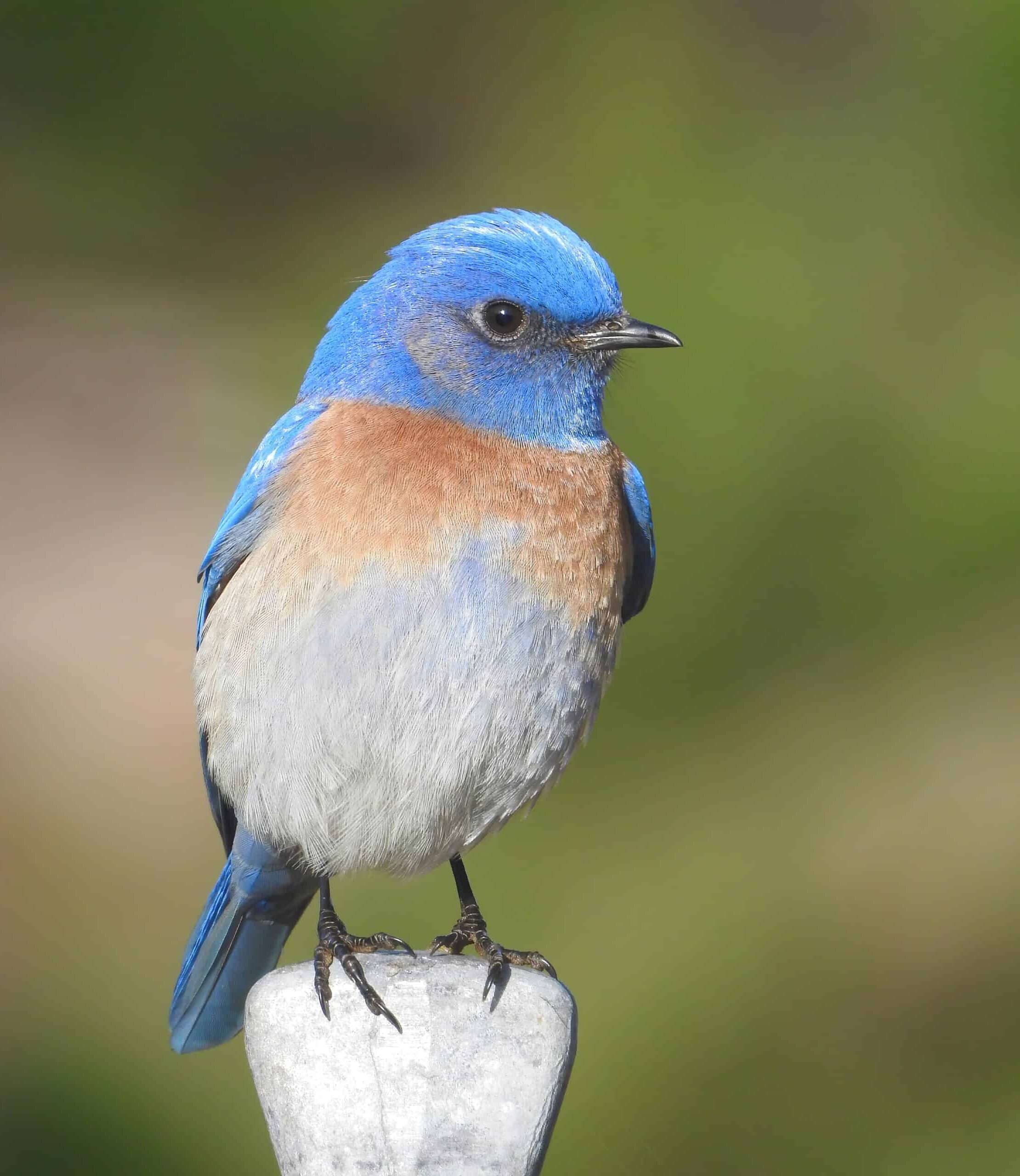 Hannah Clipp_Birds_Portrait of a Male Western Bluebird