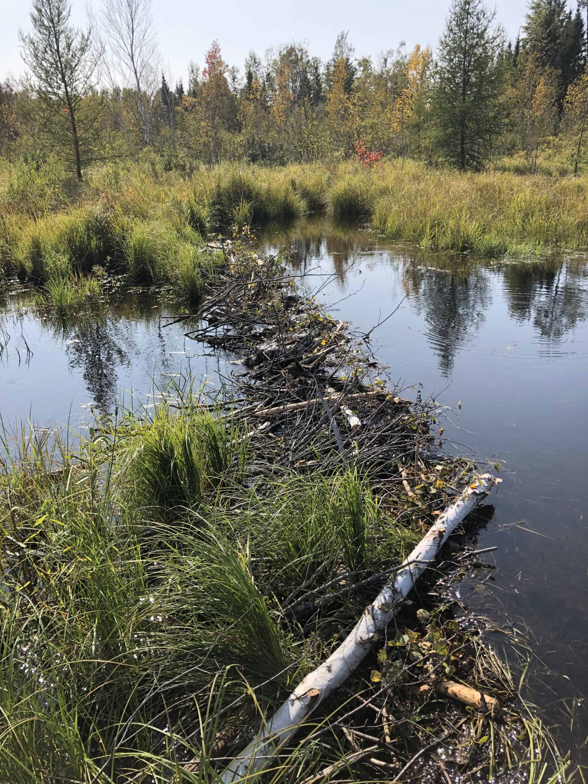 Removing beaver dams to protect massive brook trout - The Wildlife Society