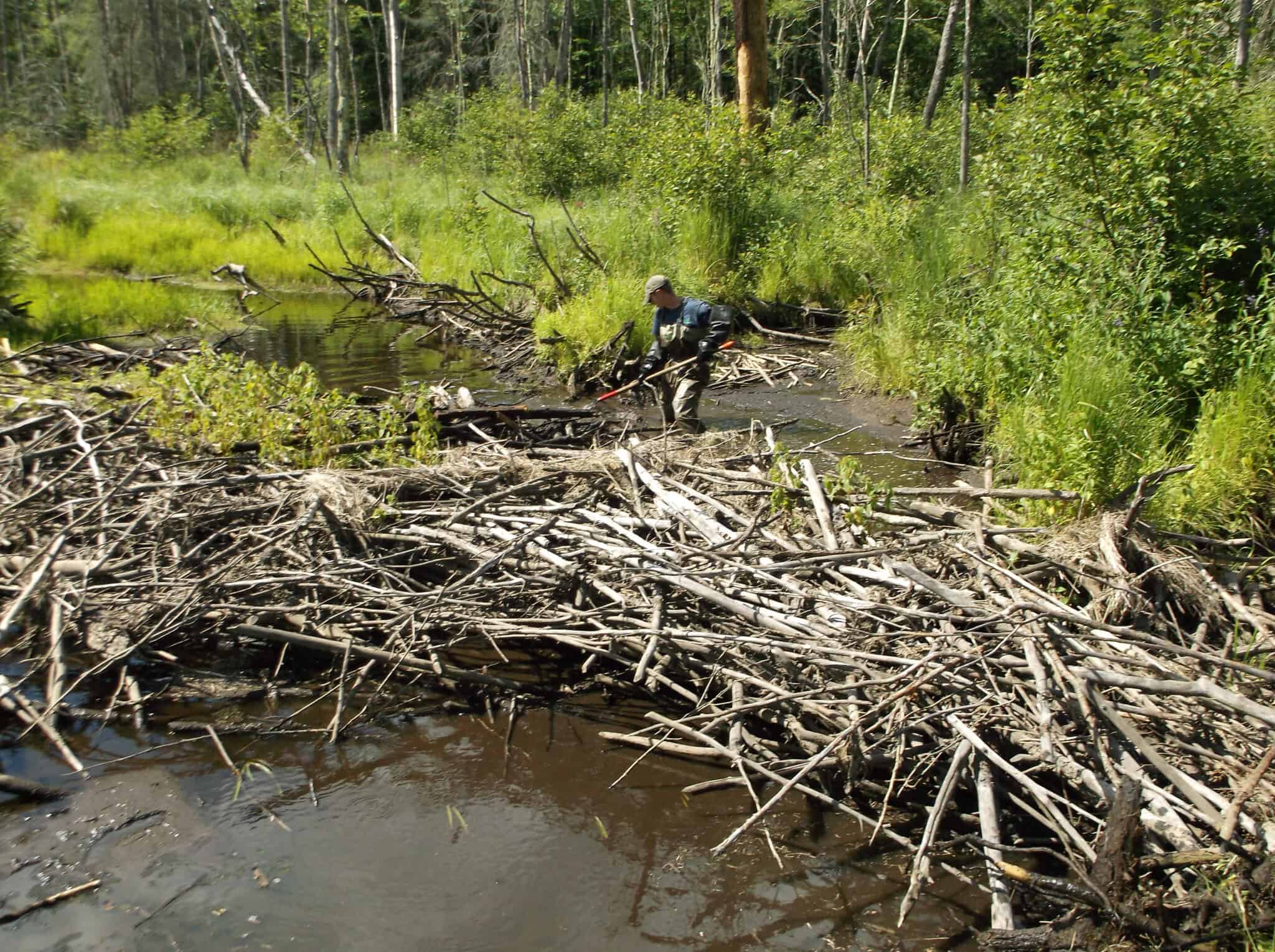 Removing beaver dams to protect massive brook trout - The Wildlife Society