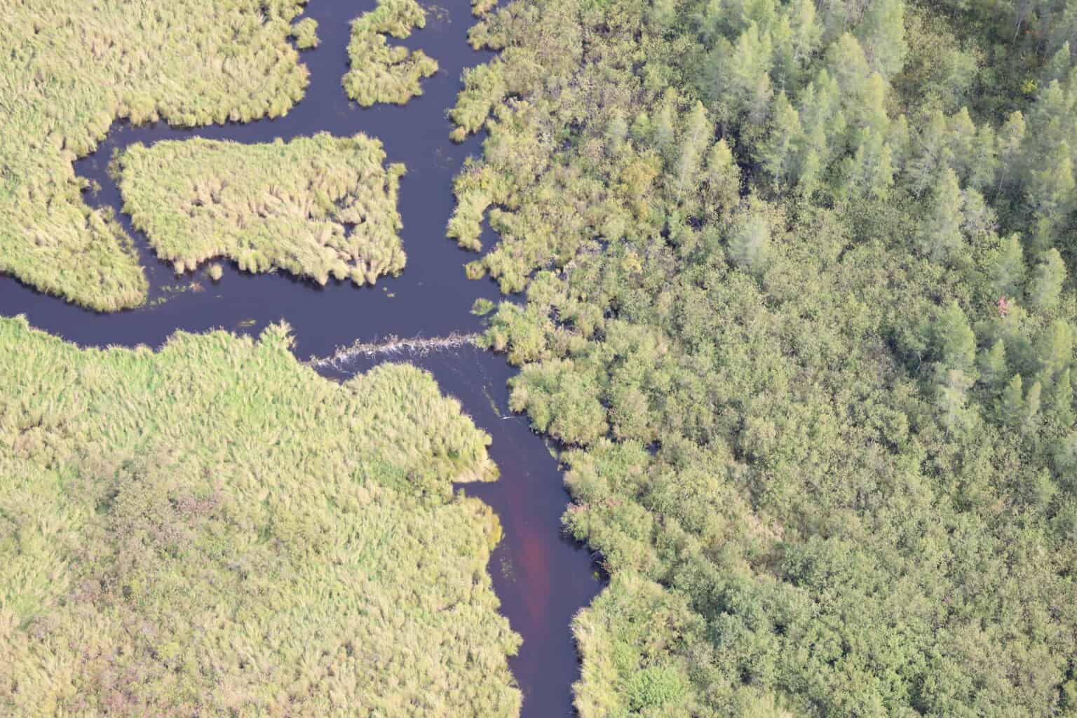 Removing beaver dams to protect massive brook trout - The Wildlife Society