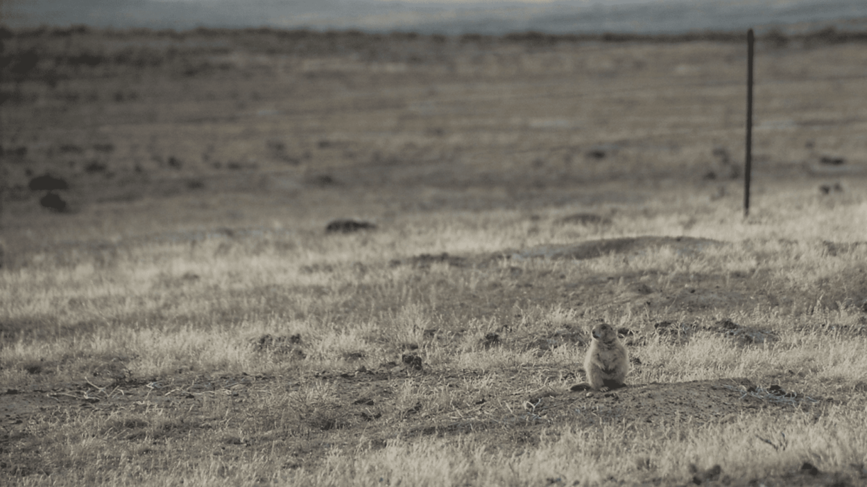 When plague wiped out prairie dogs, the entire ecosystem changed - The ...