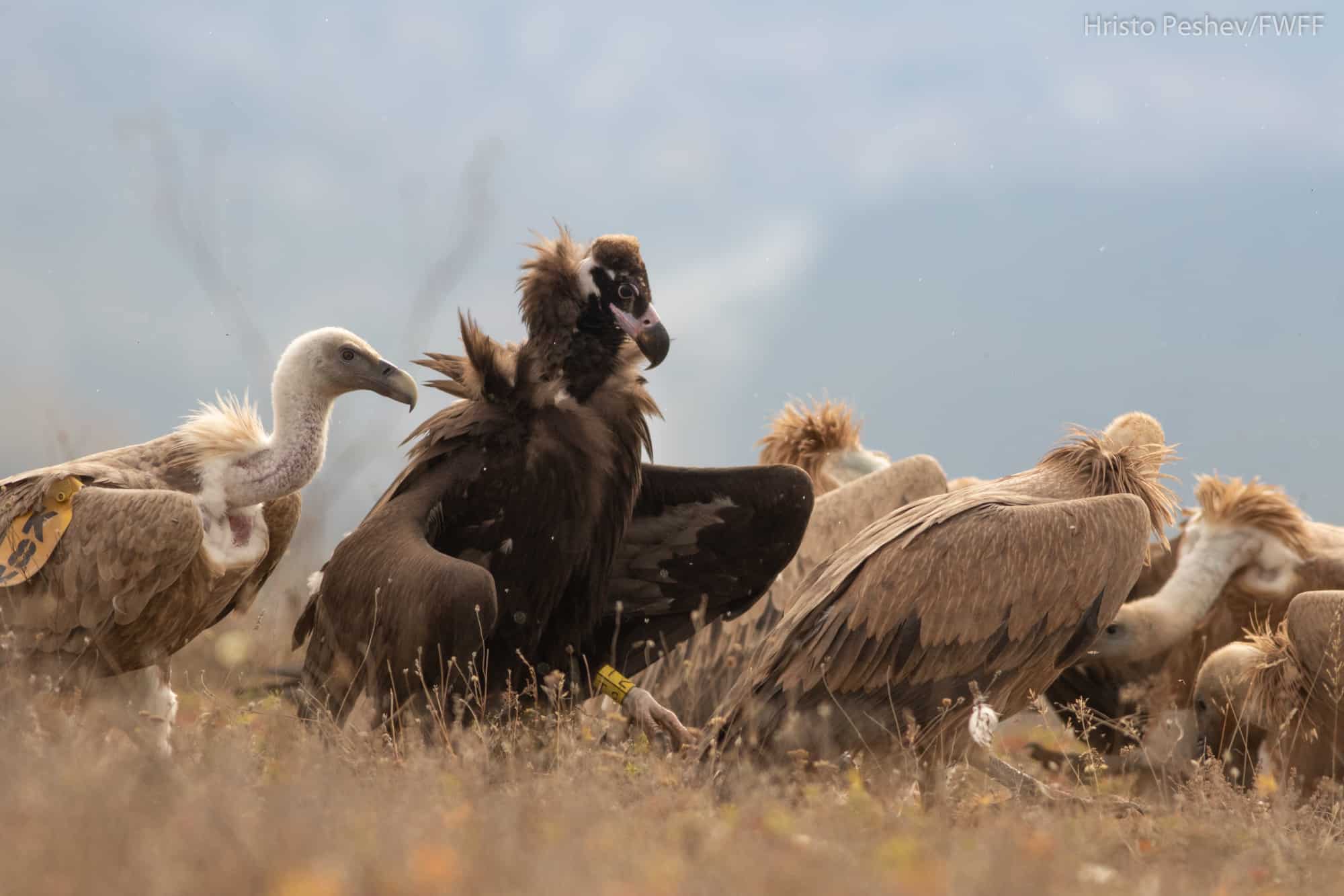 A cinereous vulture stands among griffon vultures.