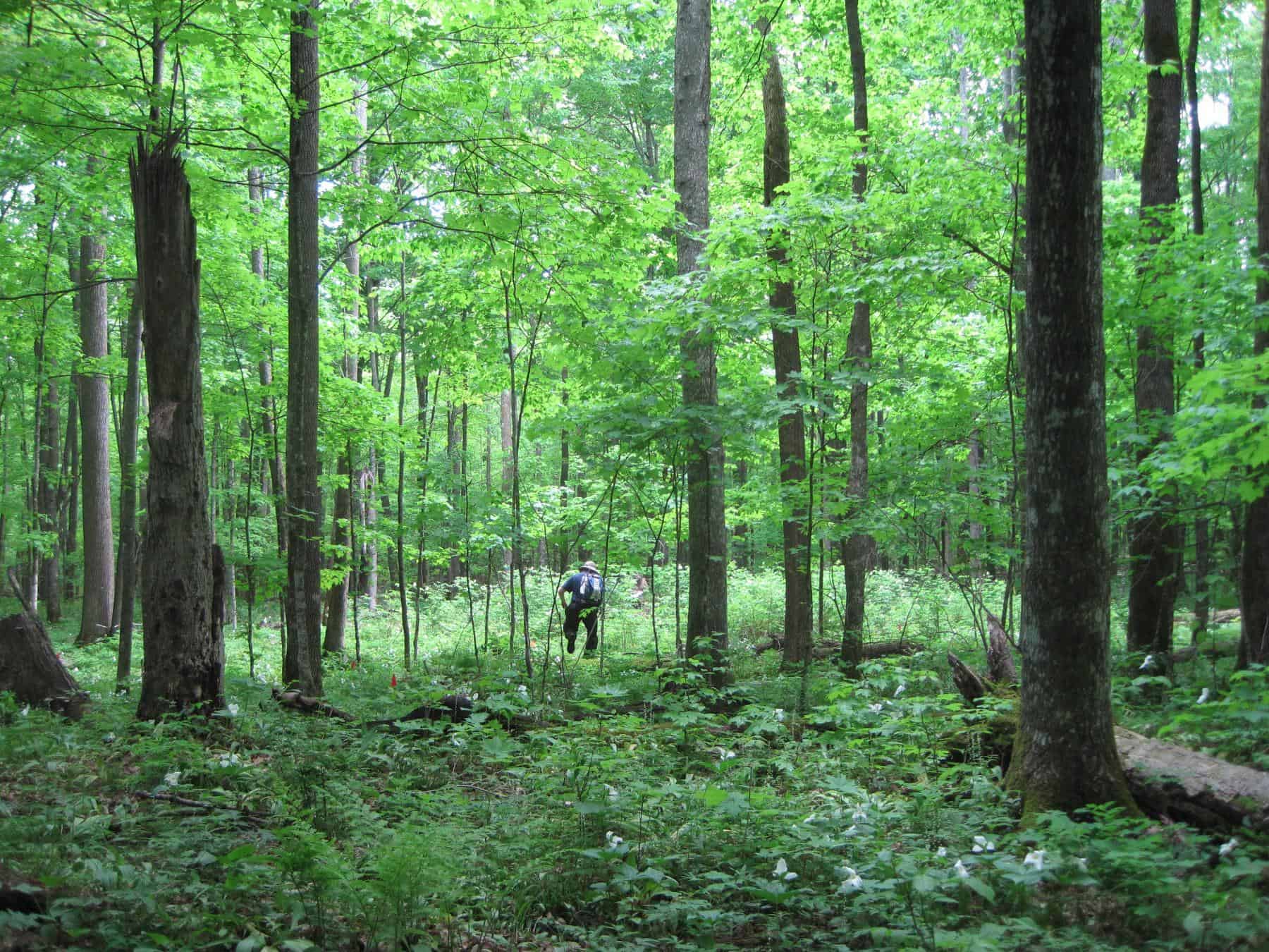 Phillip Jones stands in a gap where trees were removed to allow more light to reach the forest floor.