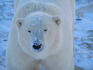 WSB: Spray can help keep the polar bears away - The Wildlife Society