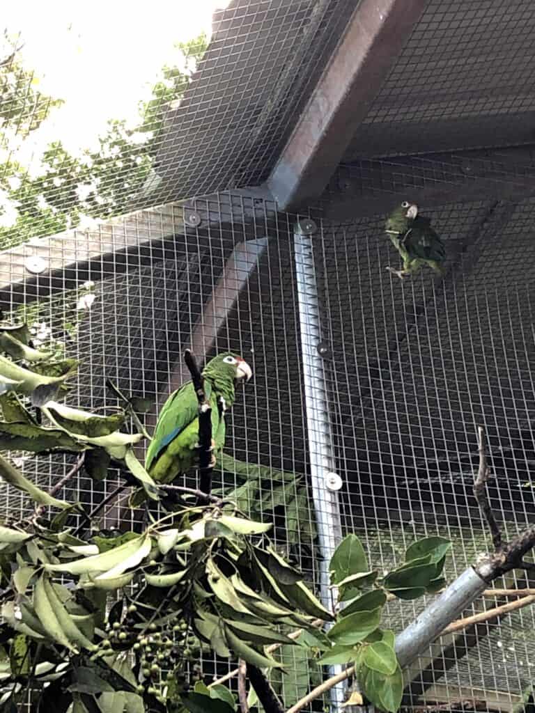 Two Puerto Rico parrots inside of aqn aviary.