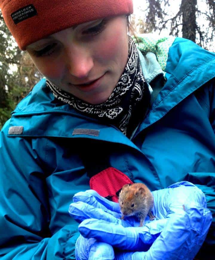Anna Brose holds a red-backed vole trapped during a long-term inventory and monitoring study at Denali National Park in 2014.