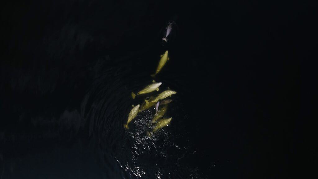 A view of beluga whales from drone footage above
