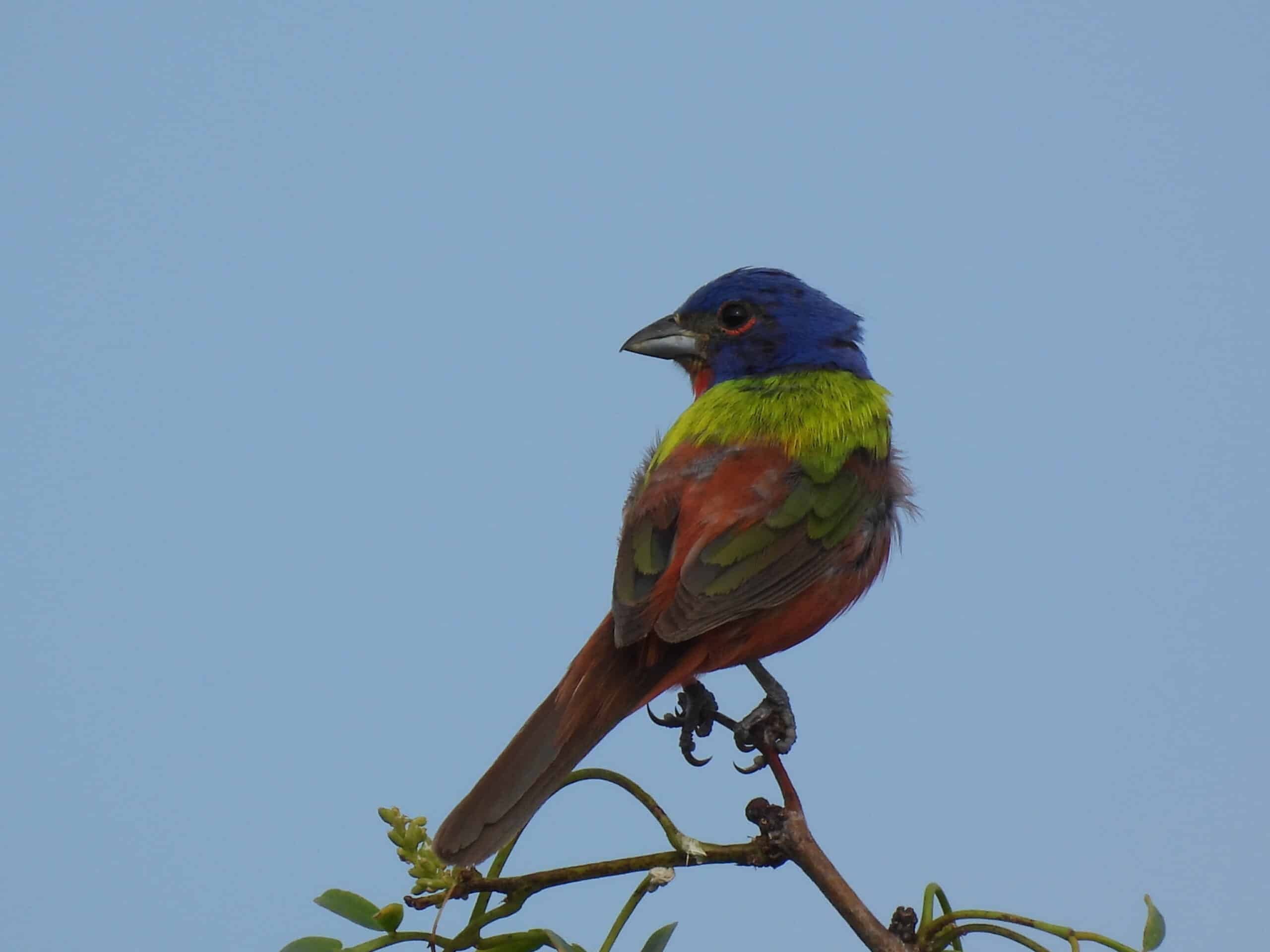 26Perspective of a Painted Bunting_Cagle, Nicolette