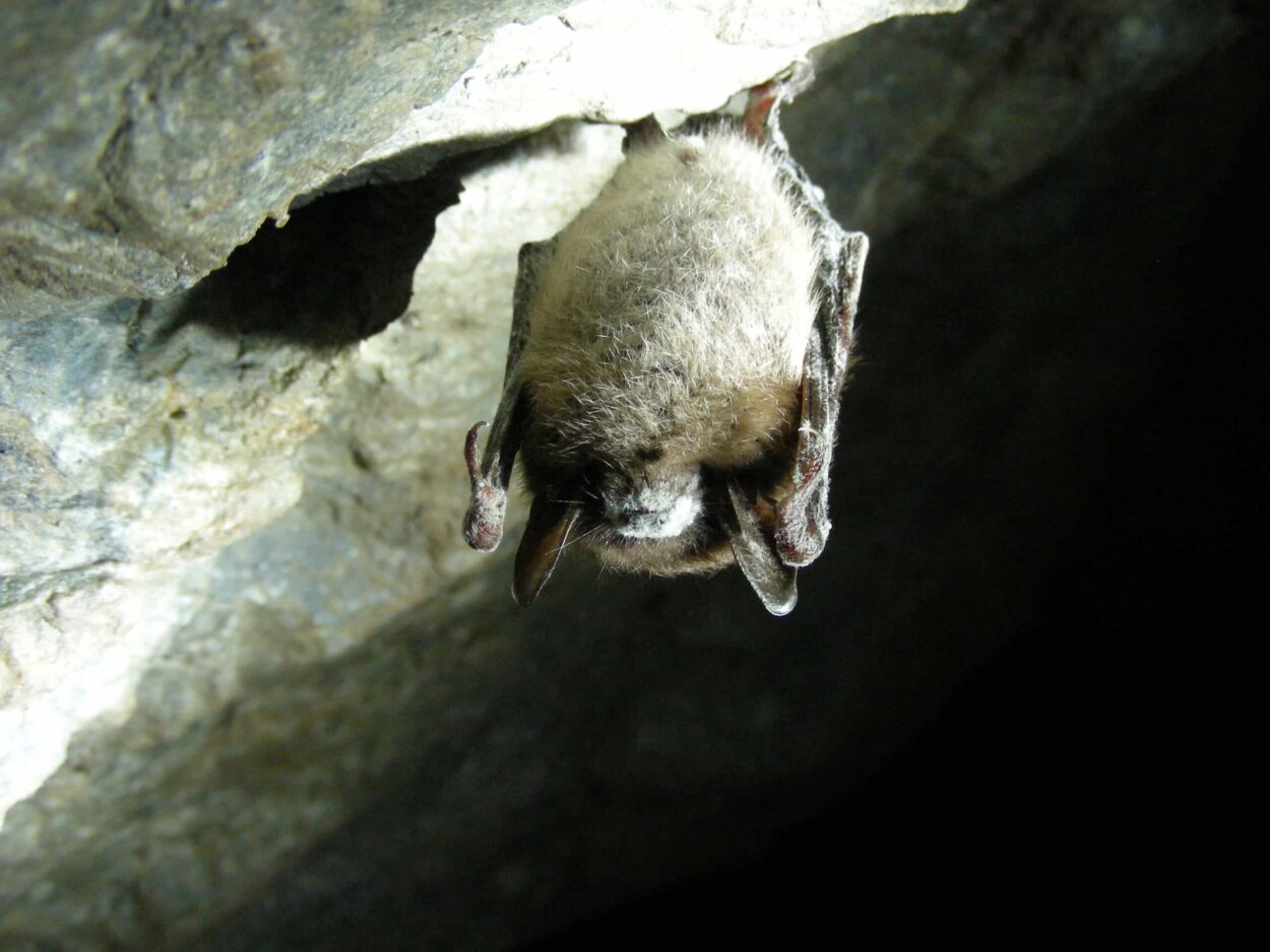 Report: Nearly half of North American bat species face steep declines ...