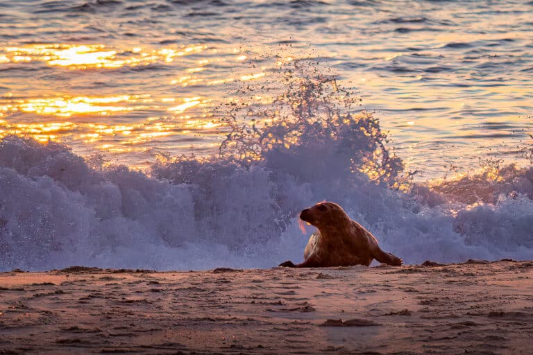 Avian influenza linked to seal dieoff The Wildlife Society