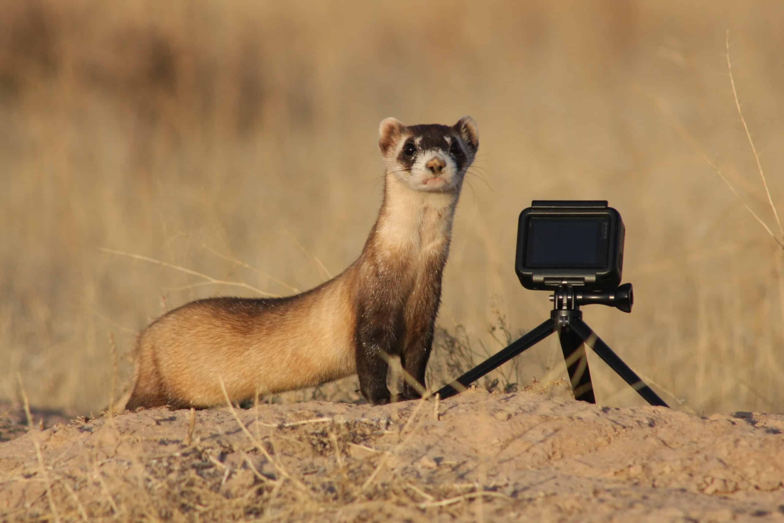 Tory Mathis_Mammals_Black-footed ferret