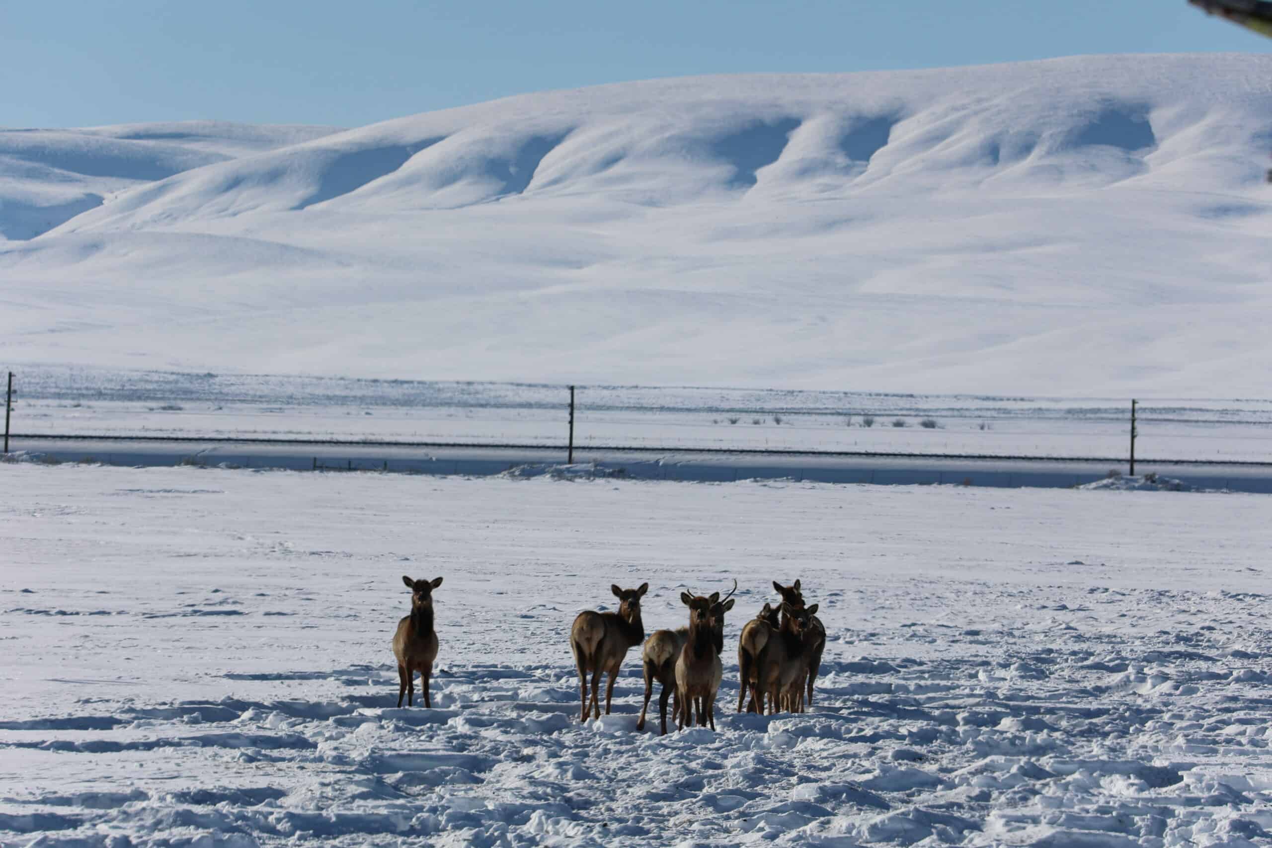 Extreme winter causing massive ungulate die-off in Rockies - The