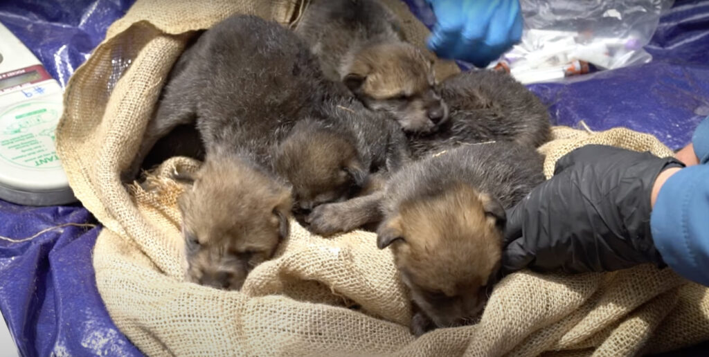 Watch Crossfostering helps recover Mexican wolves The Wildlife Society