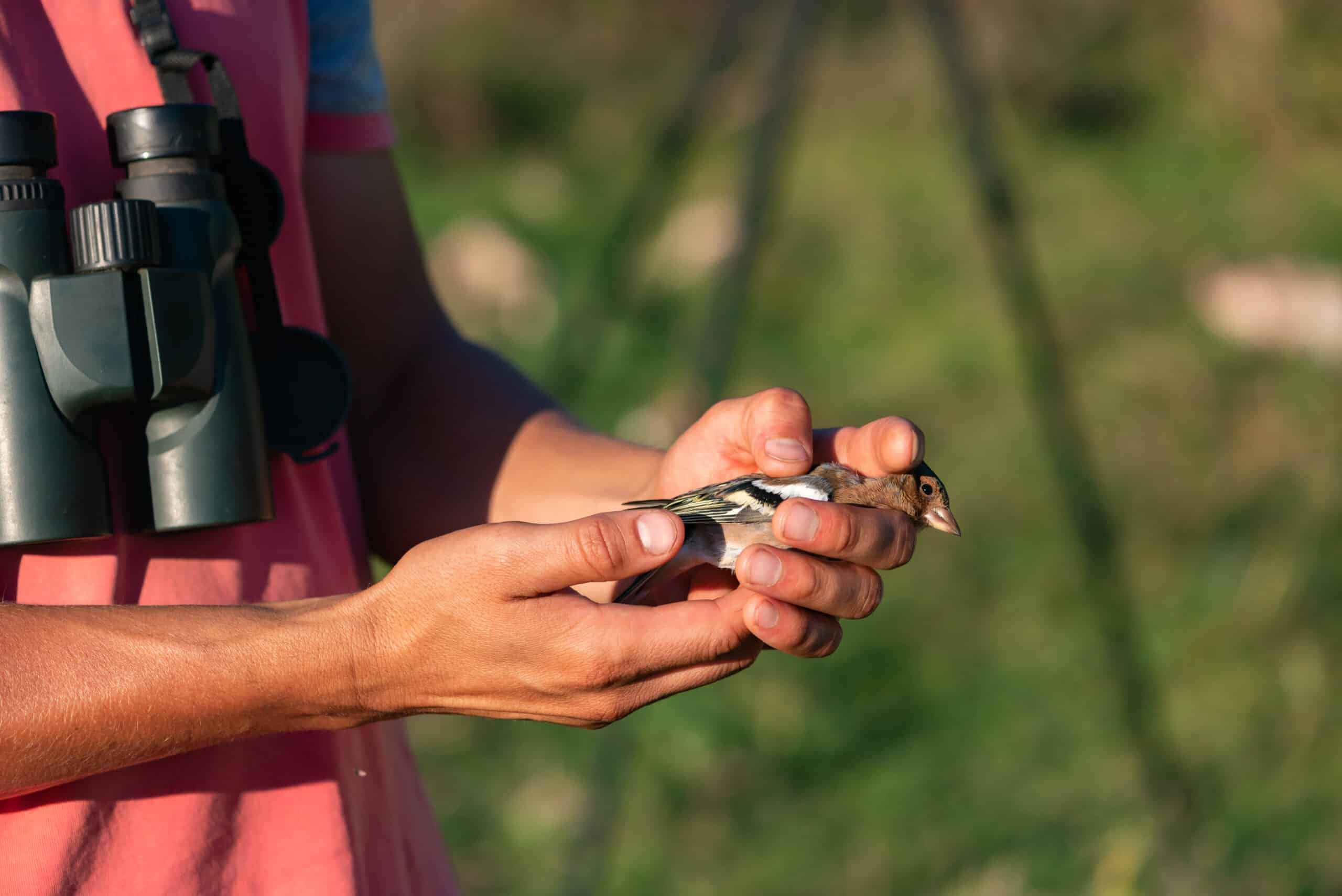 An ornithologist wearing binoculars holds a bird that is being banded