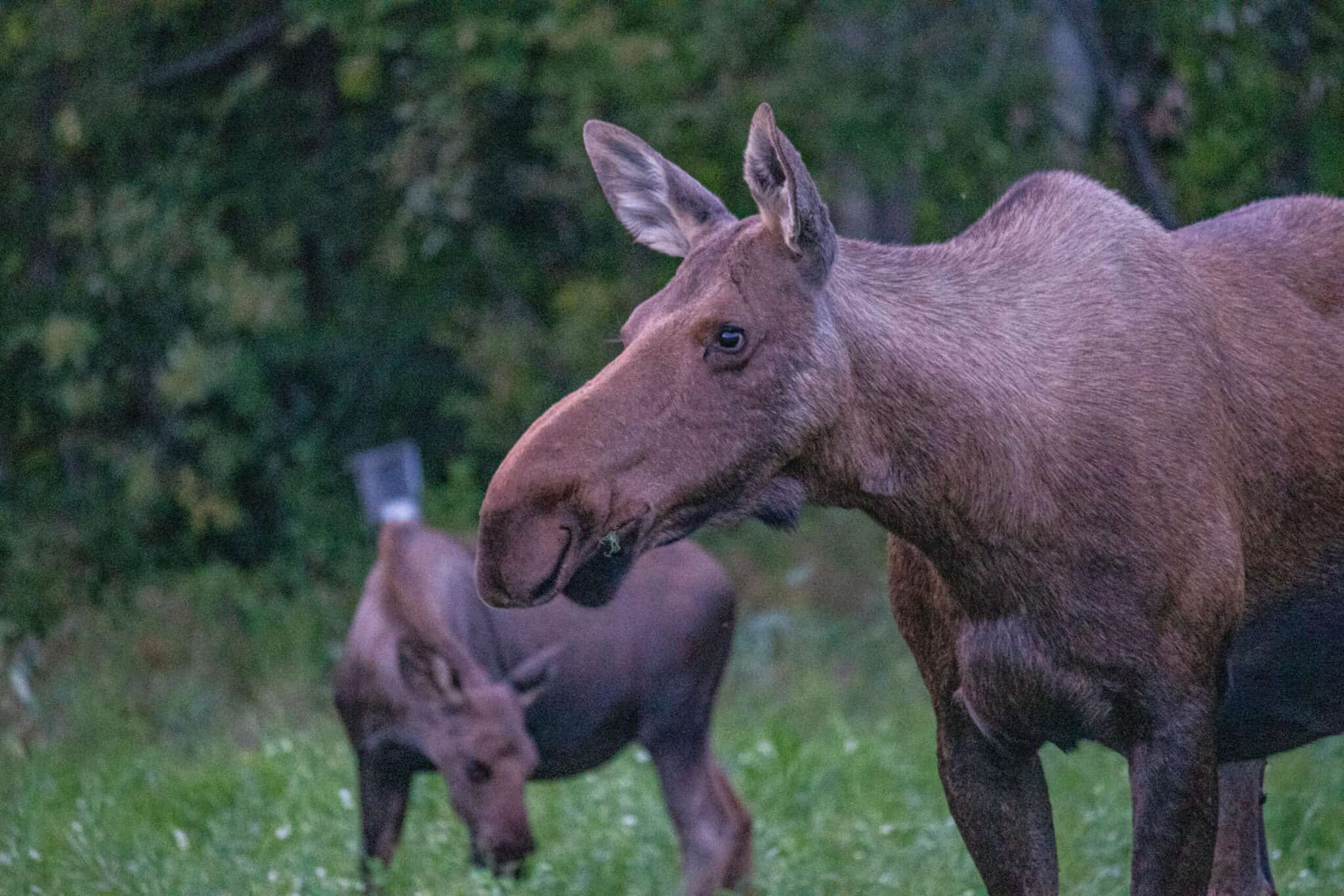 Rabid moose found in Alaska The Wildlife Society