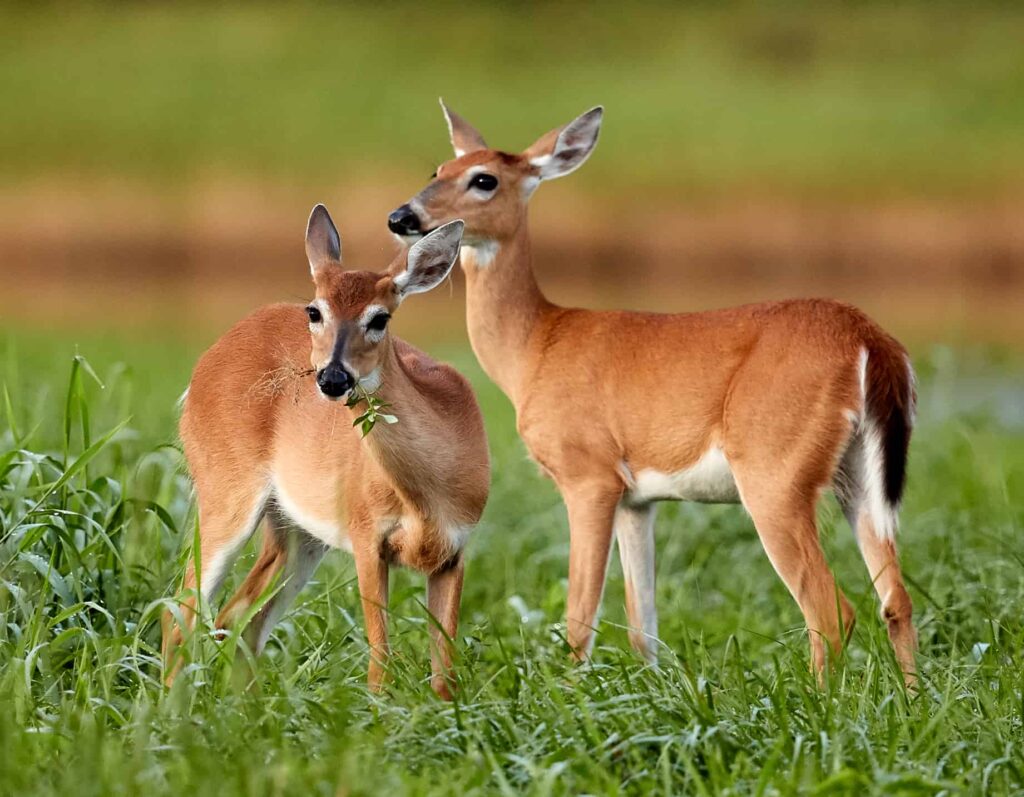 CWD Discovered In Florida Deer - The Wildlife Society