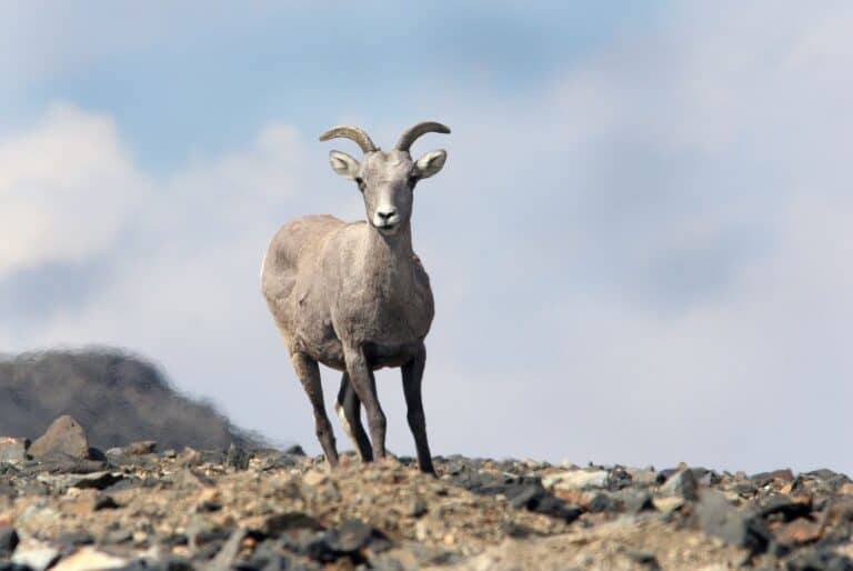 TWS2022 Backcountry skiing pushes out endangered bighorns The