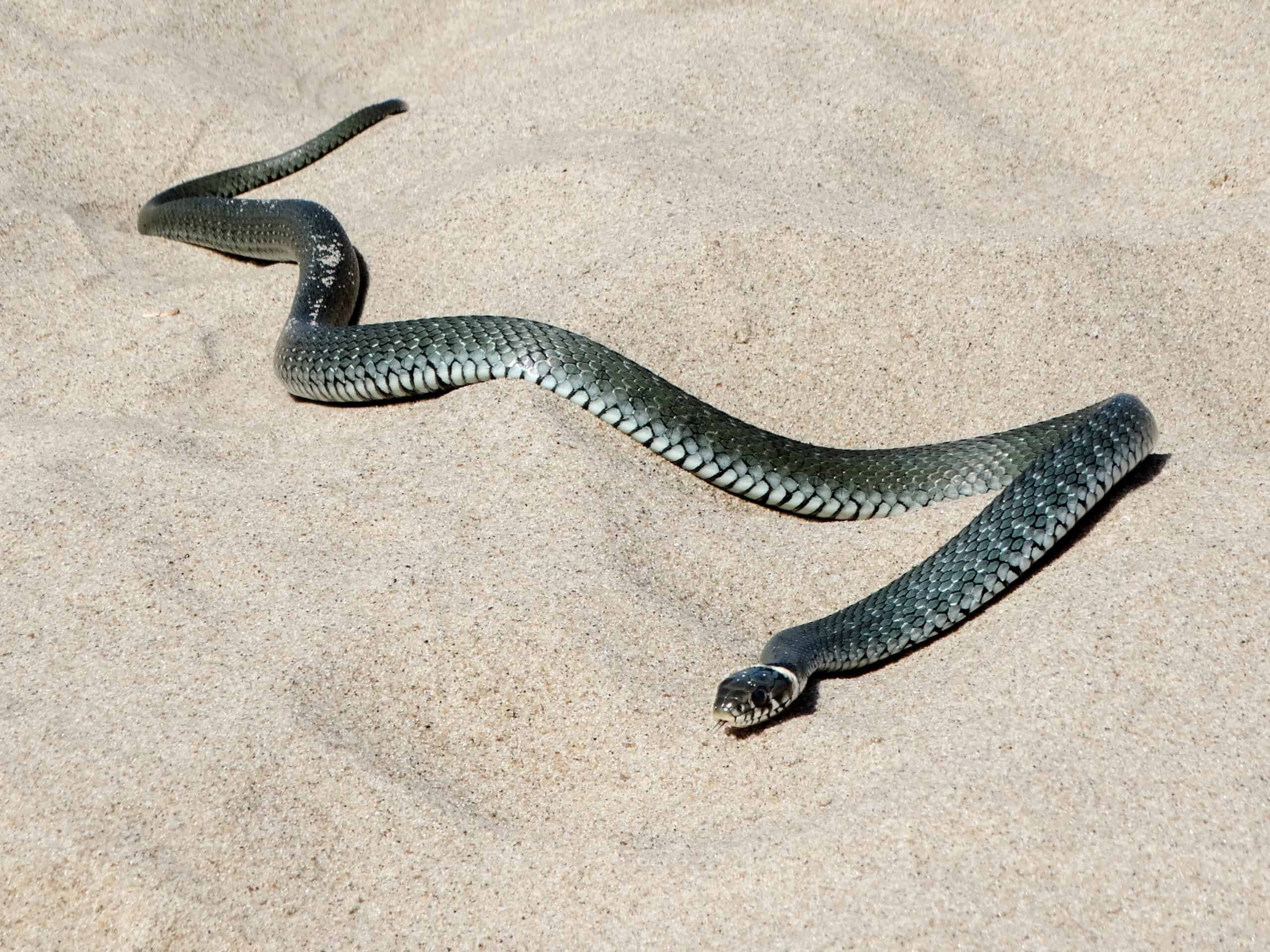 Avistamientos de serpientes en la costa sorprenden a los bañistas
