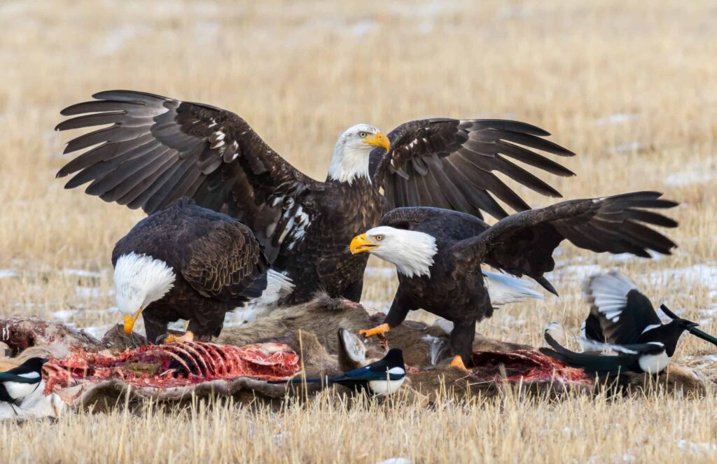Montana eagles face widespread lead exposure The Wildlife Society