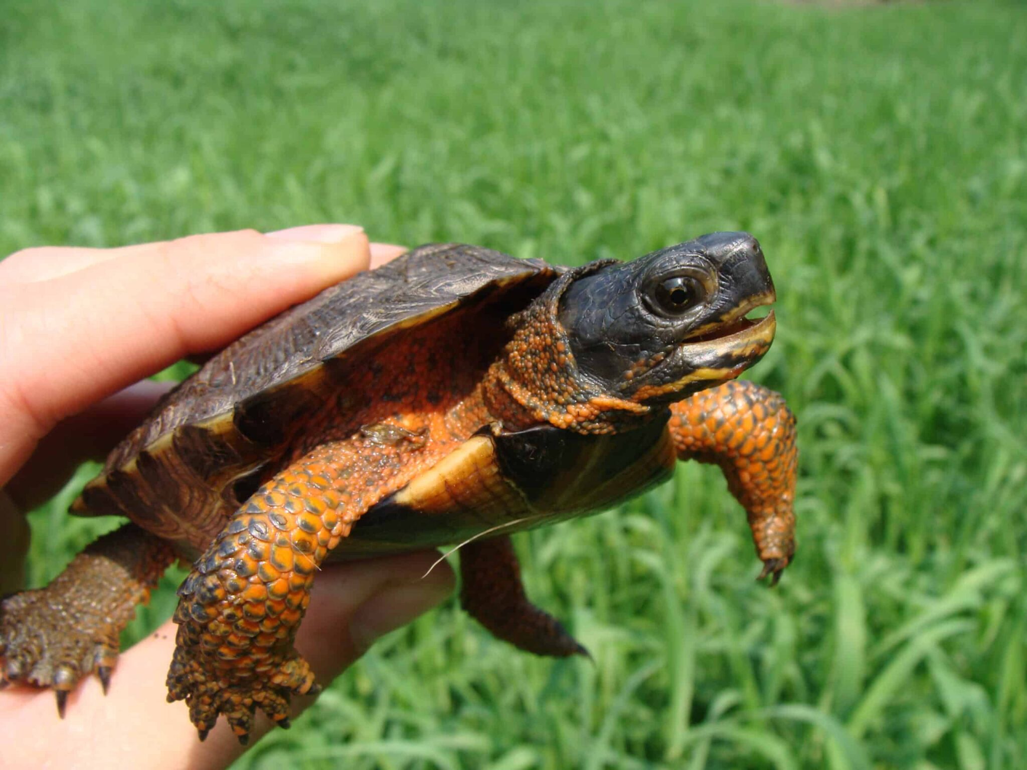 Wood turtle surveys expand known distribution in Quebec - The Wildlife ...