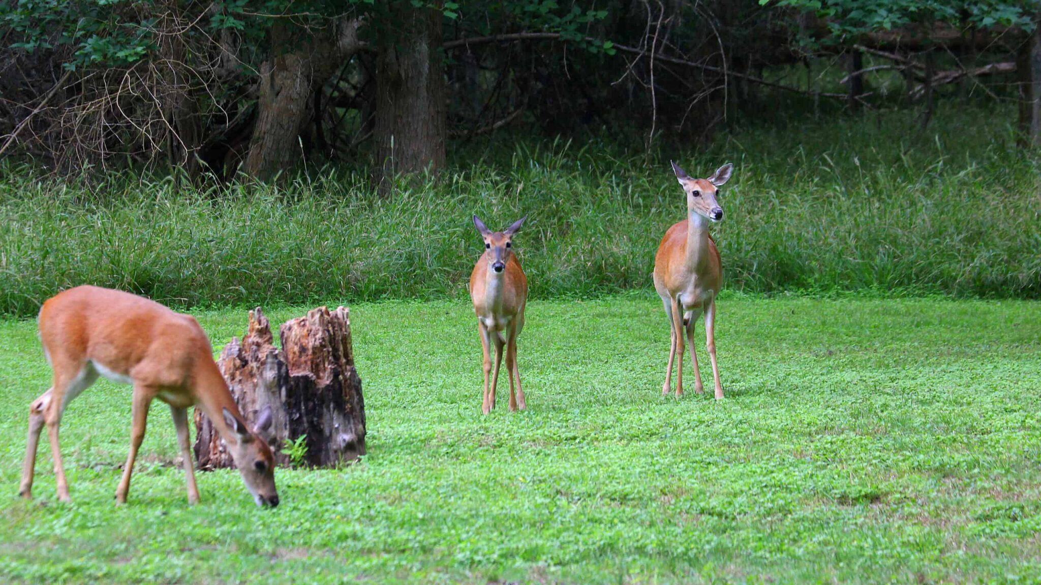 Texas rule targets movement of breeder deer The Wildlife Society