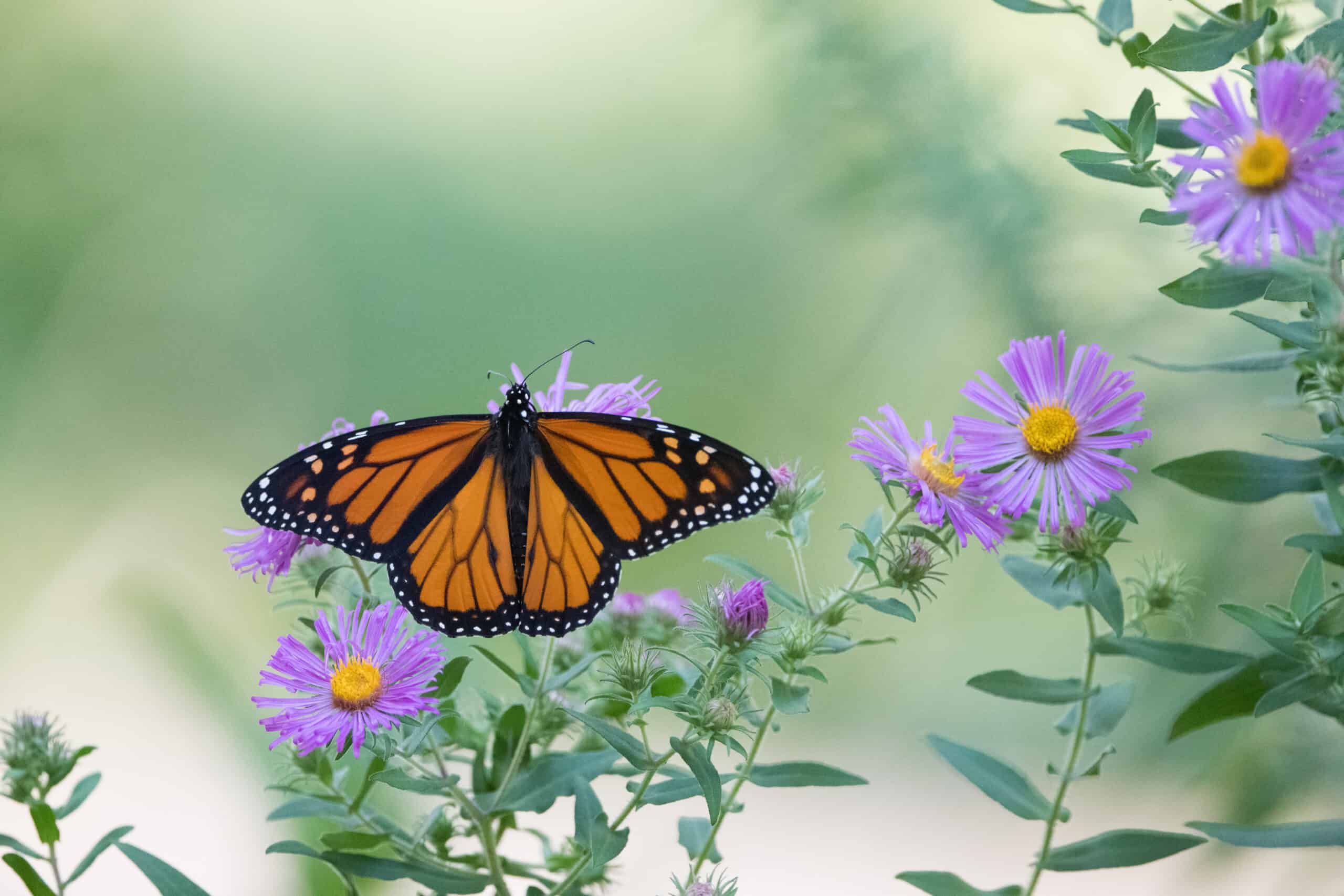 A monarch butterfly nectaring on aster.