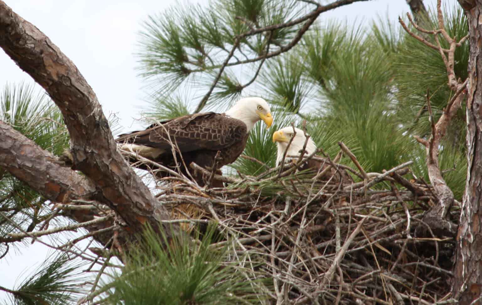 Florida’s bald eagles rebound from hurricane - The Wildlife Society