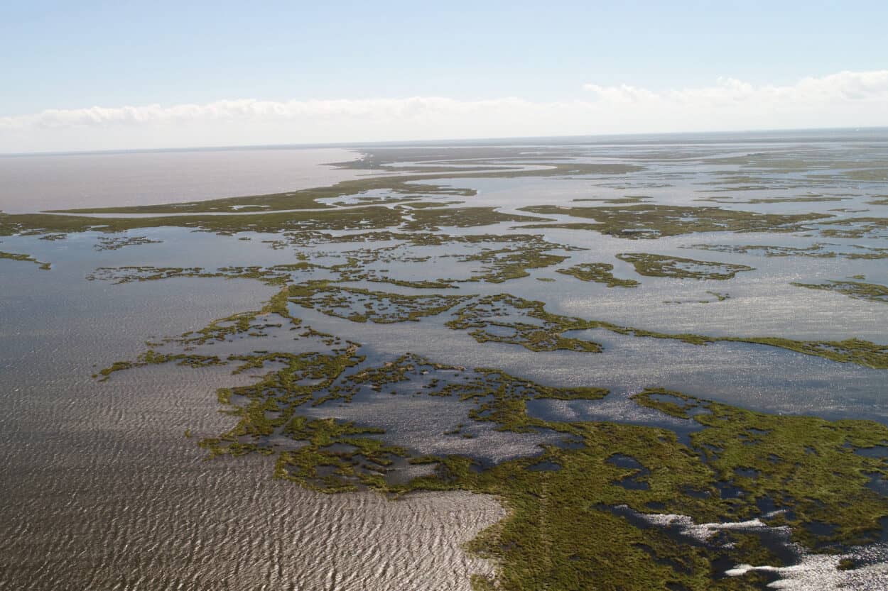 Massive Louisiana wetlands project gets underway - The Wildlife Society