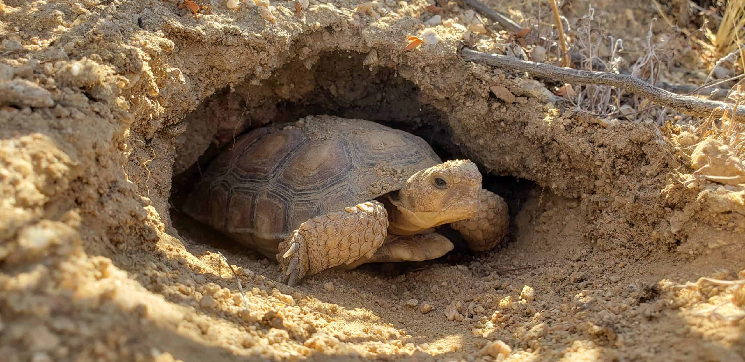Miriam Susanna Mann_Amphibians_ Reptiles_ and Fish_Mojave Desert tortoise