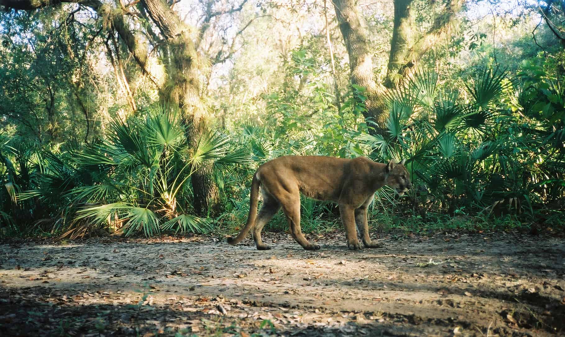 A Florida panther appears on camera at the Florida Panther National Wildlife Refuge. Credit: David Shindle/ Florida Fish and Wildlife Conservation Commission
