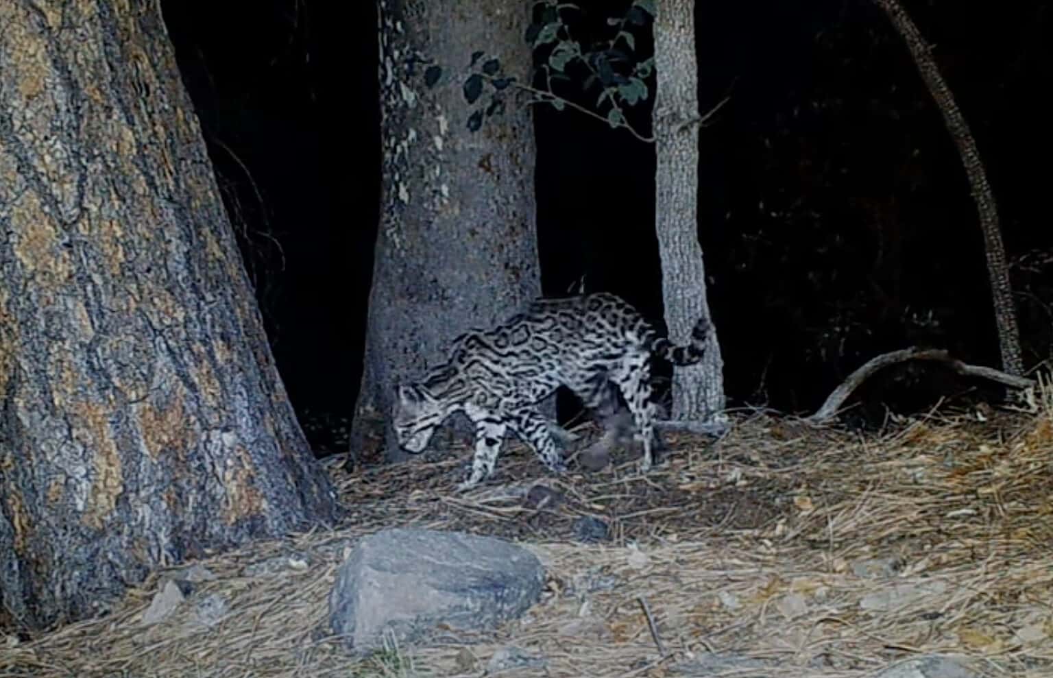 Watch: Rare ocelot still roaming Arizona mountains - The Wildlife Society