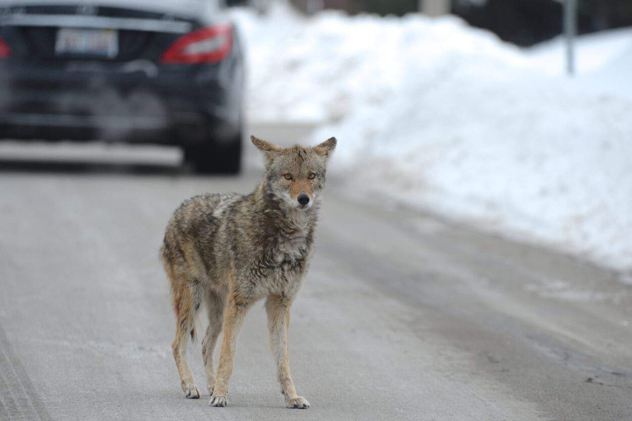 Coyotes Face The Stress Of The City - The Wildlife Society