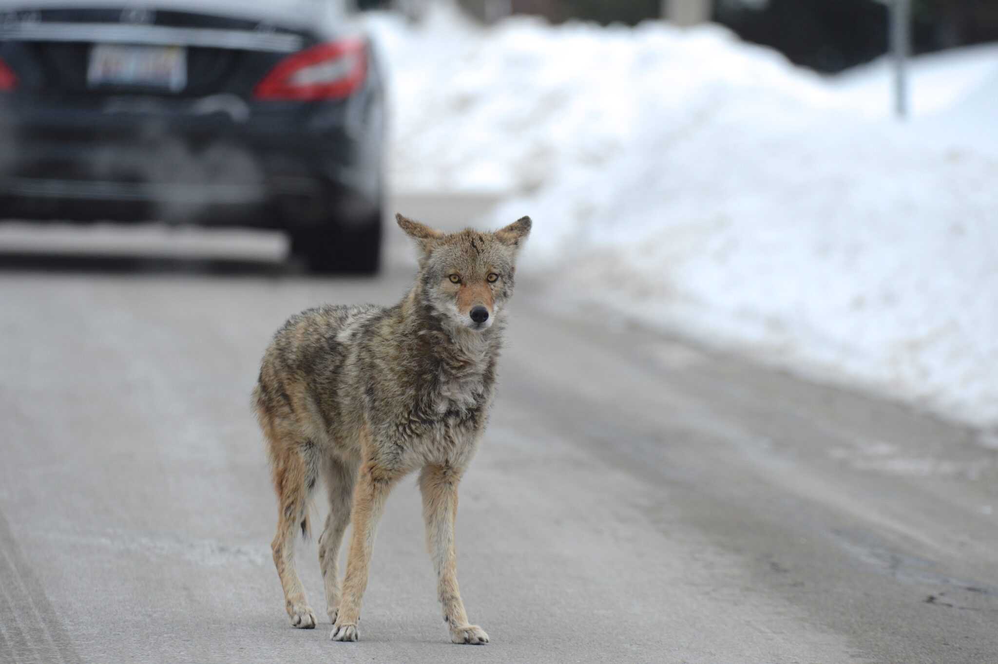 Coyotes face the stress of the city - The Wildlife Society