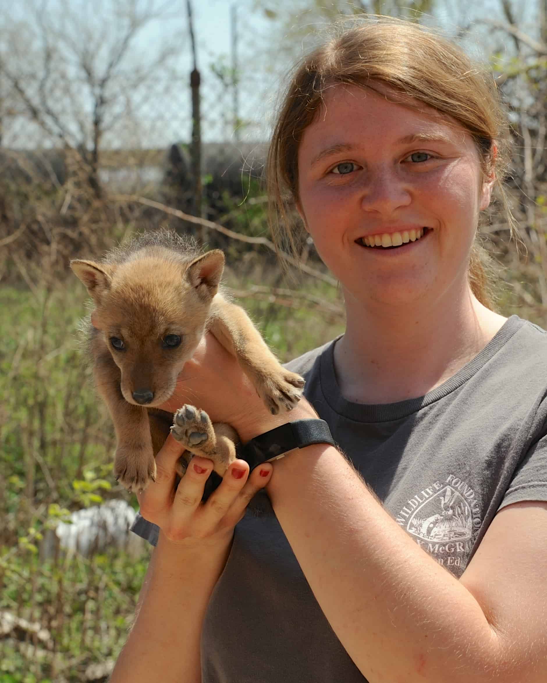 Coyotes face the stress of the city - The Wildlife Society