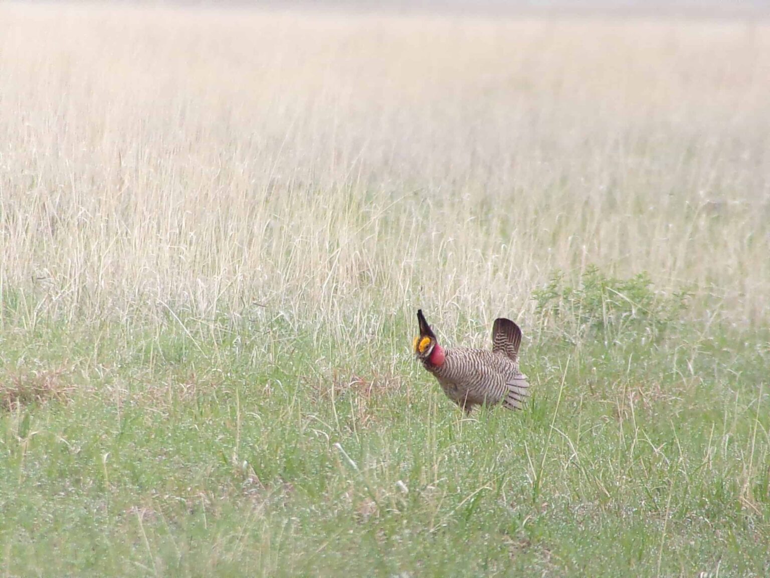 Why Environment Matters With Songbird Genes - The Wildlife Society