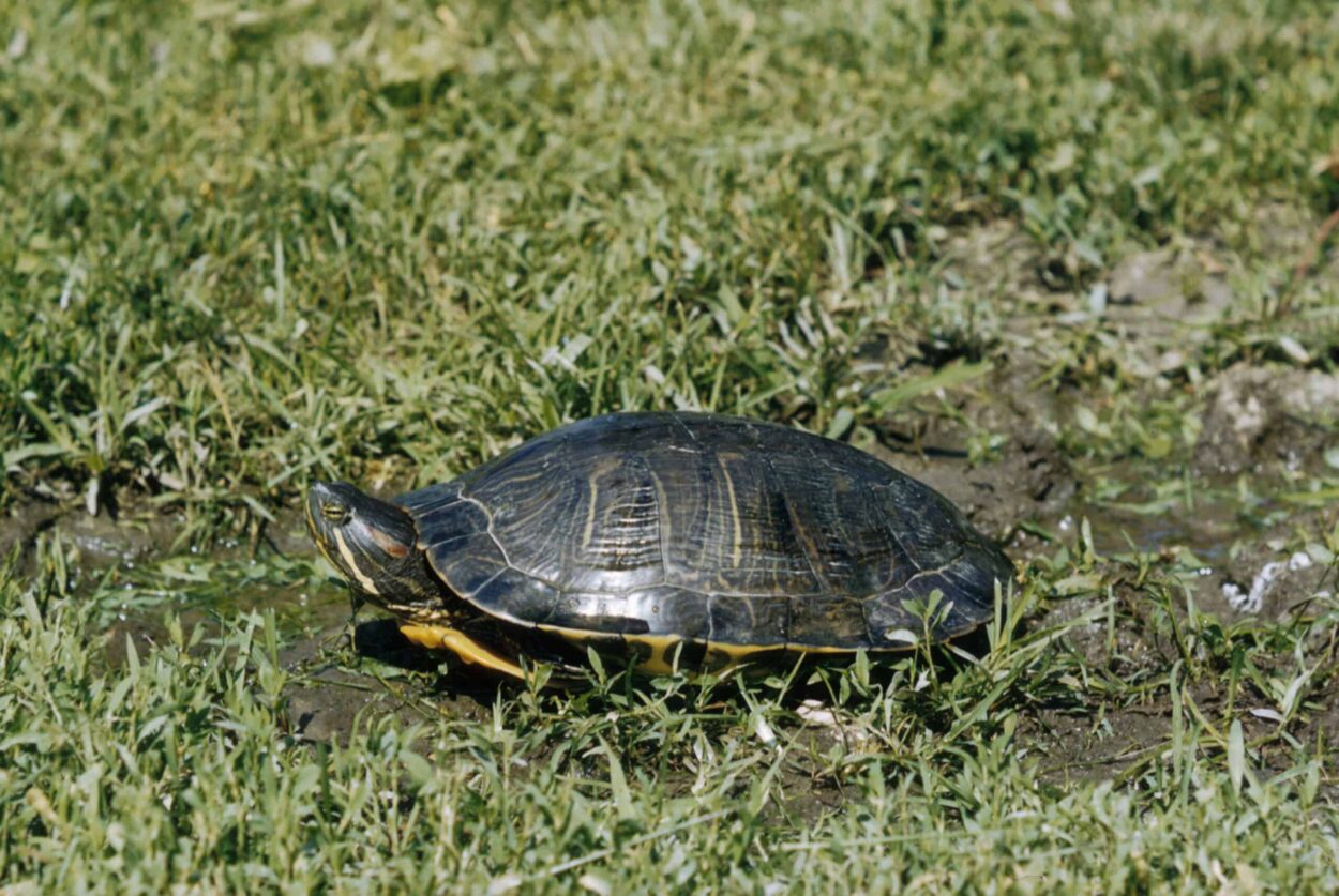 Researchers Confirm Snake Fungal Disease Culprit - The Wildlife Society