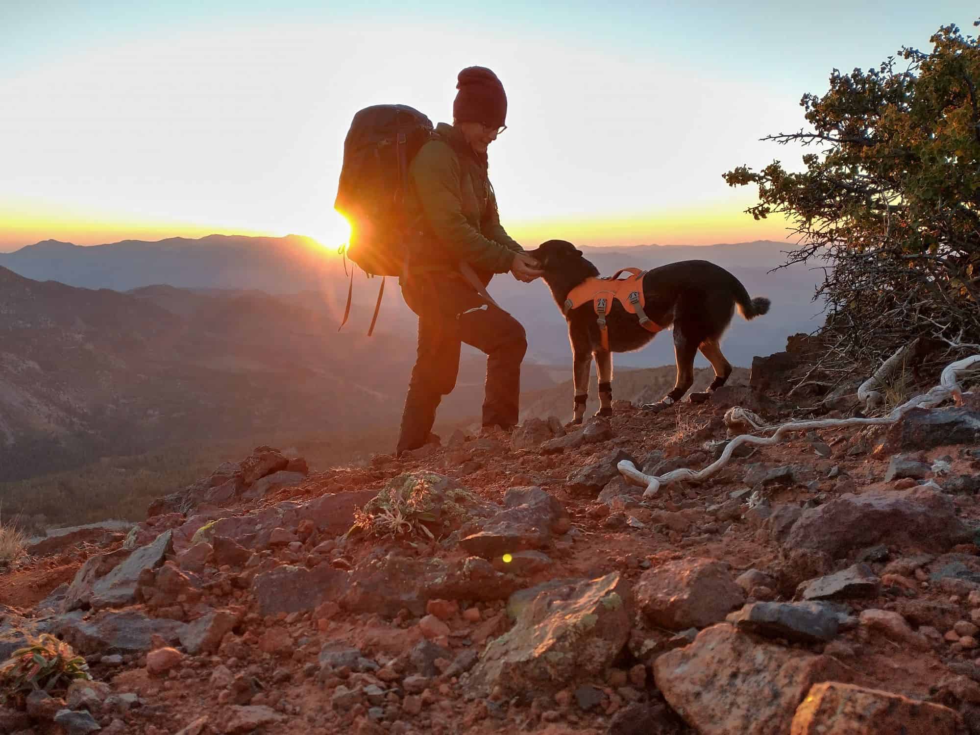 Conservation Detection Dog, Filson, & Sierra Nevada red fox surveys_Credit Jennifer Hartman