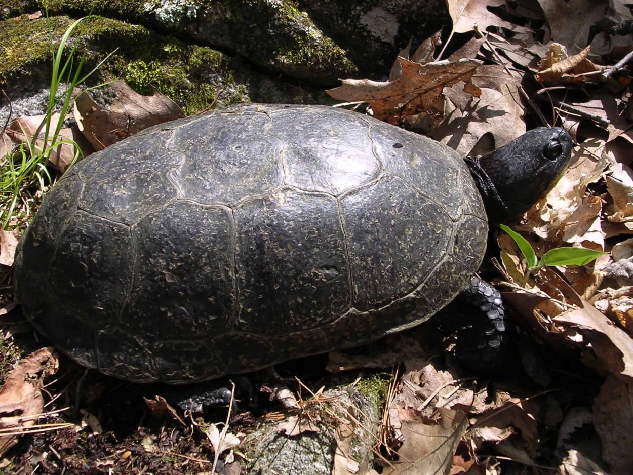 Development pushes one Blanding’s turtle population to the brink The