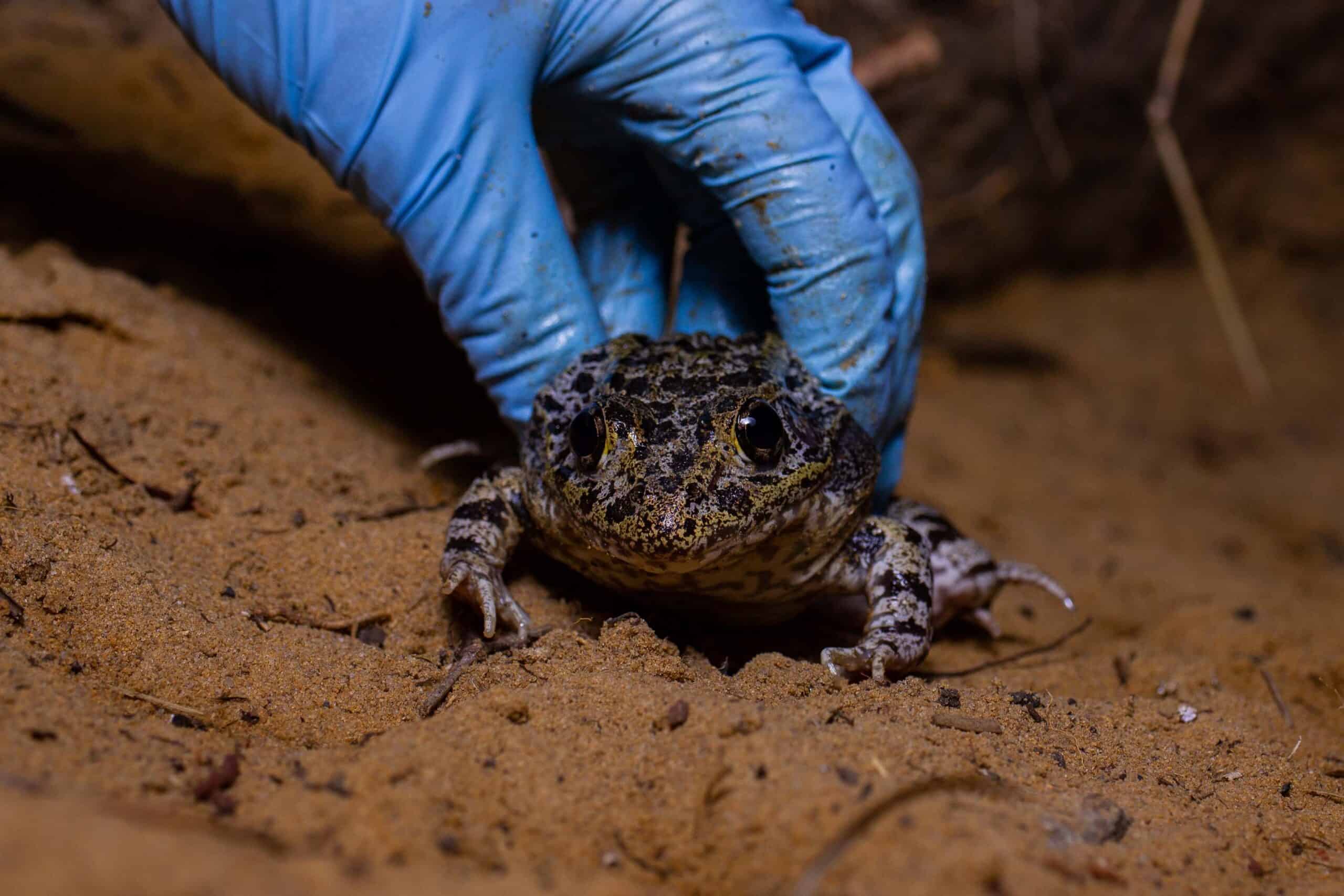https://wildlife.org/wp-content/uploads/2023/11/gopher_frog_cropped-scaled.jpg