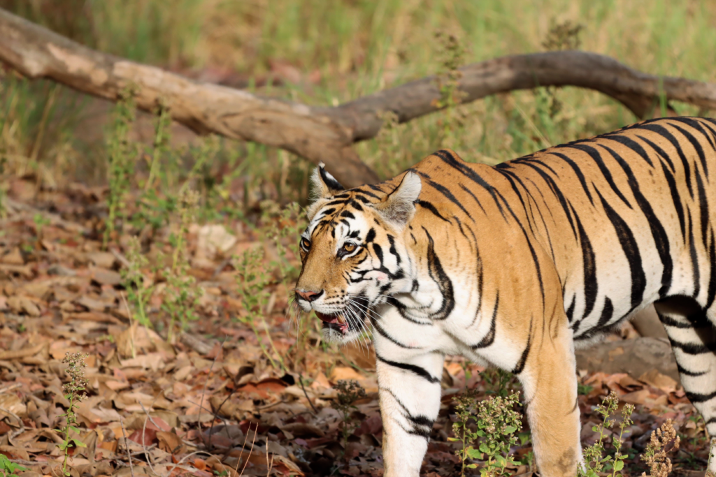 AI cameras can reduce human-wildlife conflict in India - The Wildlife ...