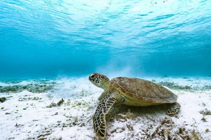 https://wildlife.org/wp-content/uploads/2023/12/Green-sea-turtle.jpg