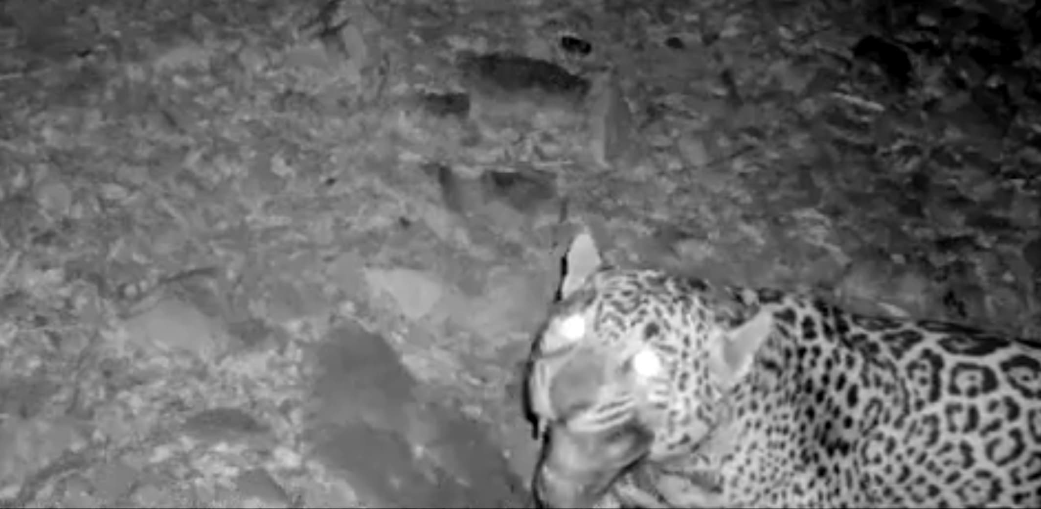 Watch: Unknown jaguar appears on Arizona trail camera