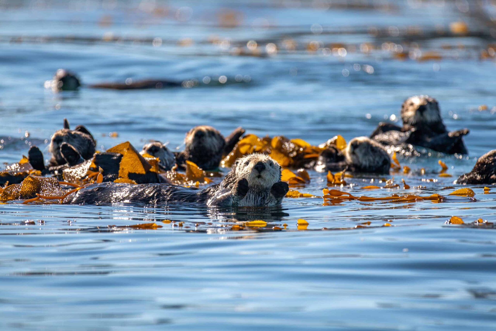 Sea otters helped restore California kelp forests - The Wildlife Society