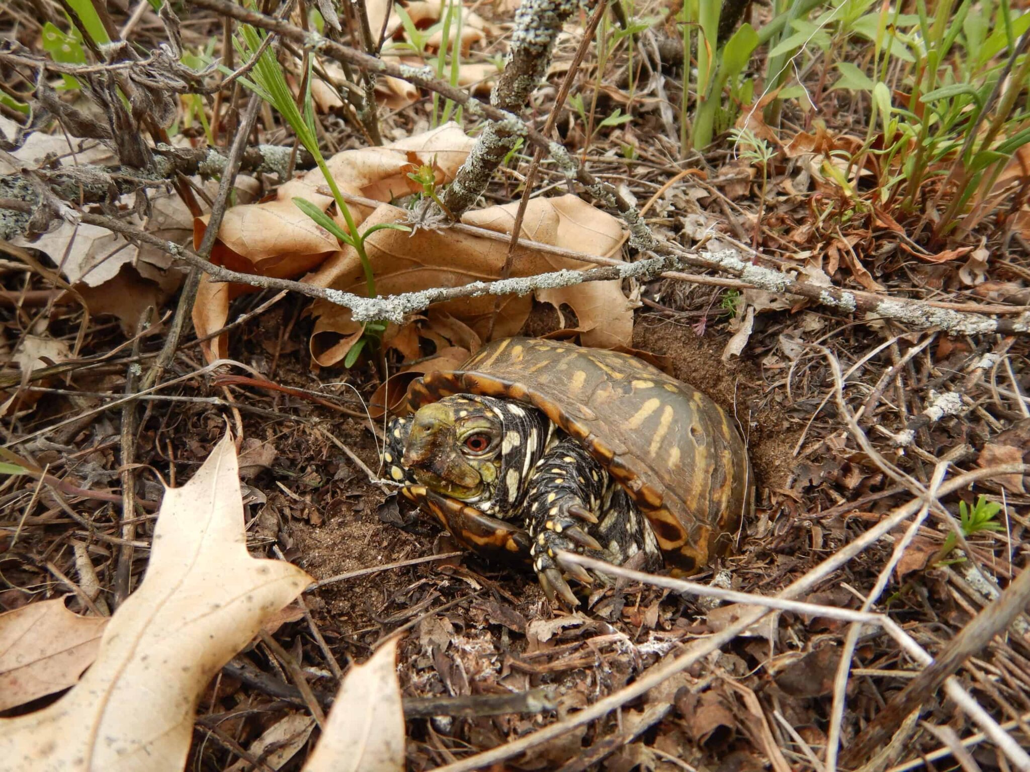 Development pushes one Blanding’s turtle population to the brink - The ...