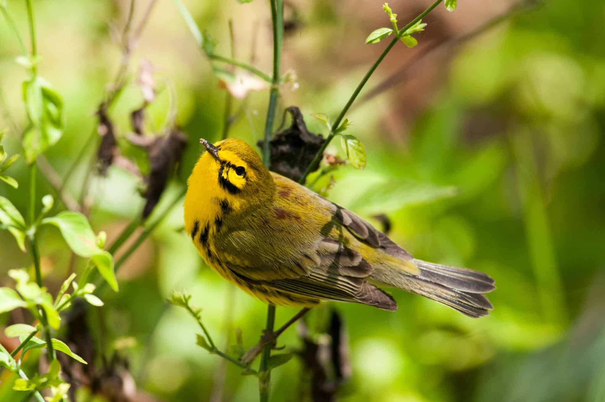 Birds aren’t keeping up with earlier springs The Wildlife Society