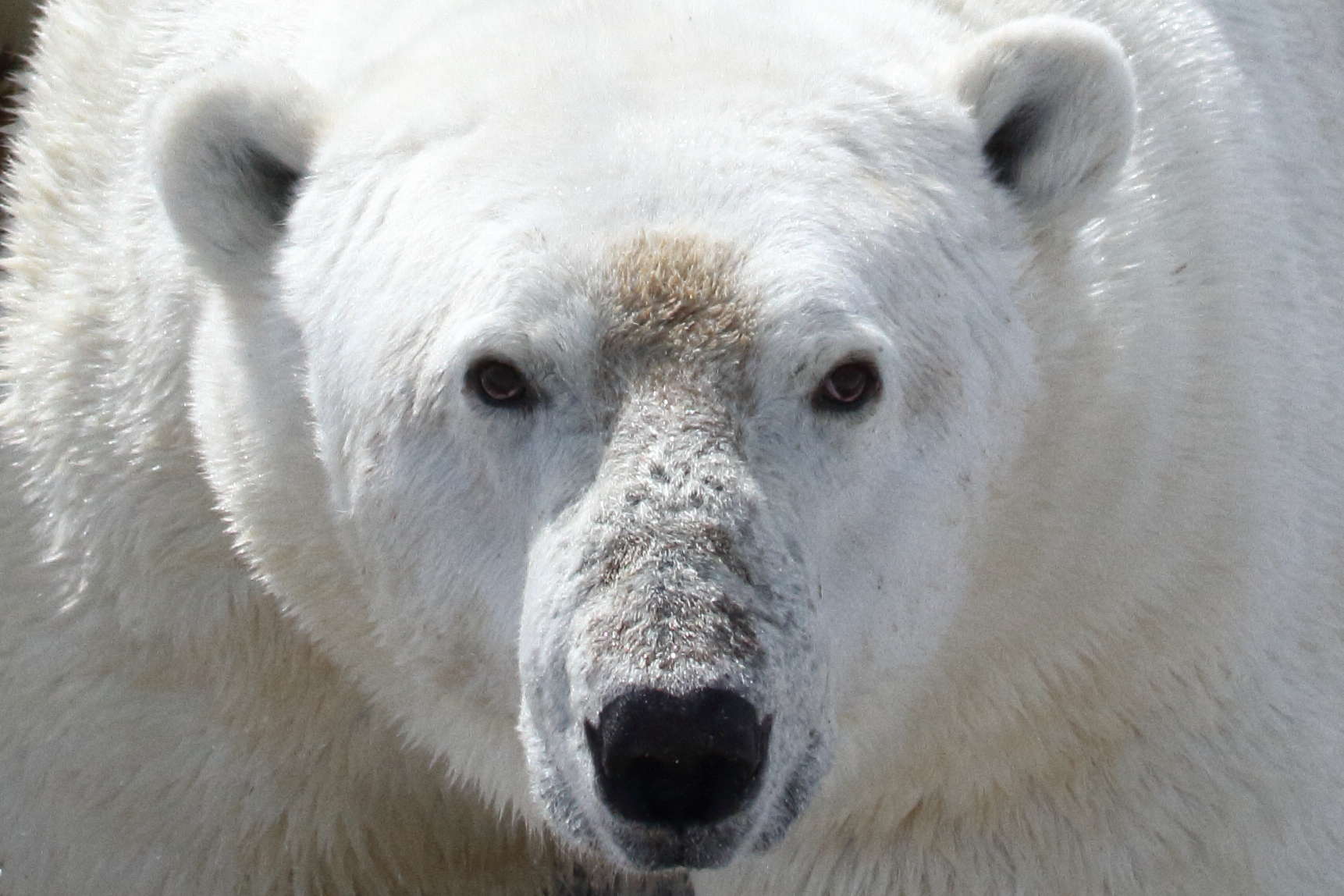 As Arctic summers lengthen, some polar bears are at increased risk of ...